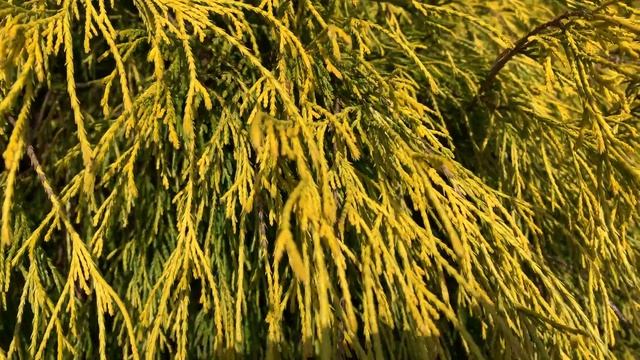 Chamaecyparis pisifera ' Golden Mop ' Dwarf Sawara Cypress March 12, 2020 смотреть онлайн