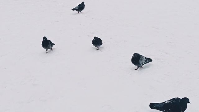 #поэзиядлядуши "Целый день снег падал..."( Автор- Анна Опарина) смотреть онлайн