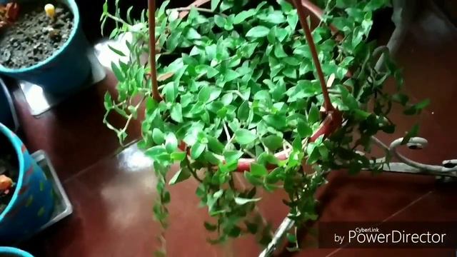 कम धूप कम पानी मे चलने वाला सुन्दर हैगिंग बास्केट पौधा Turtle Vine Beautiful Hanging Basket Plant