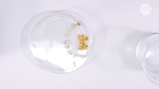 Comment élever un blob ? | Derrière le blob, la recherche смотреть онлайн