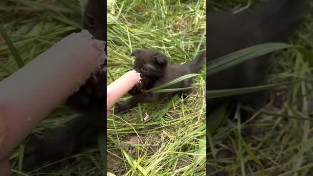 Самый добрый котенок в мире // The kindest kitten in the world ? #cat #kitten смотреть онлайн