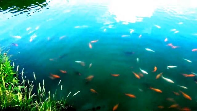 Китайские Карпы!Карпы Кои!Пруд на Даче с Карпами!Koi in the pond at the cottage ! смотреть онлайн