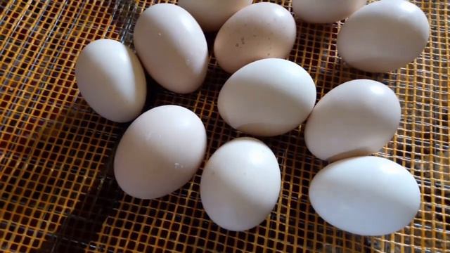 %ОПЛОДА яиц 2020 г кур Мини мясные, Загорские, Брессы смотреть онлайн