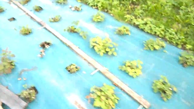 Прививка алычи на сливу в АВГУСТЕ. Обзор приживаемости метода "ЗА КОРУ". смотреть онлайн