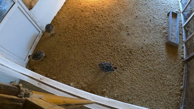 Пляж Пересыпь Темрюкский район Краснодарский край. Азовское море. Страусиная ферма поселок За Родин смотреть онлайн