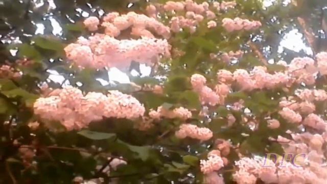 ЦВЕТОЧНЫЙ ФУТАЖ смотреть онлайн