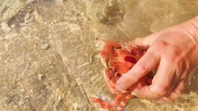 Princess Pearl Shells Contain Mystery Pearls! Rich seafood, delicious смотреть онлайн