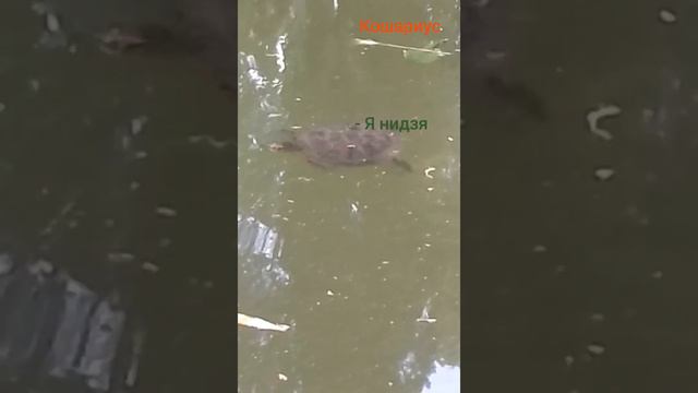 необычные деревья смотреть онлайн