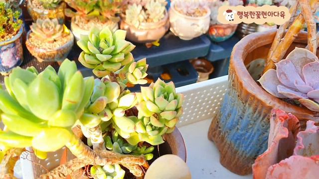 새벽폭풍우맞은다육💢해림농원다육분갈이💢보랏빛다육succulents  plant 多肉植物 смотреть онлайн