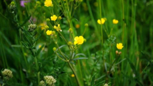 Hugh Laurie - St. James Infirmary - piano opening смотреть онлайн