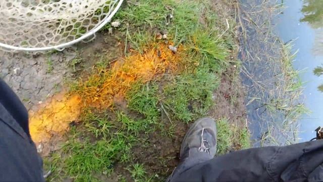 Форель. Angelpark und Fischzucht Scheid. Forellenangeln mit Gummiködern und Blinker смотреть онлайн