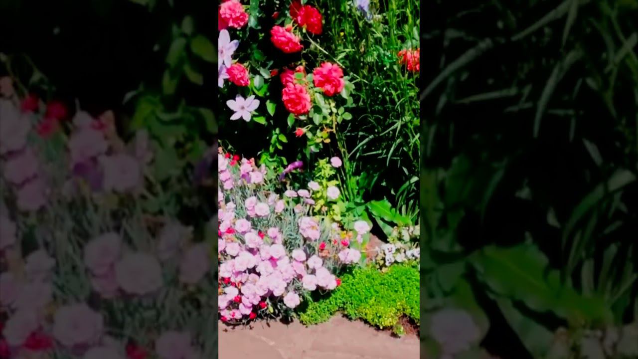 гвоздика смотреть онлайн