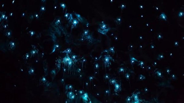 Waitomo Glowworm Cave New Zealand | Amazing Cave | Glowing Cave
