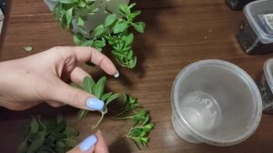 Черенкование калибрахоа. Как сохранить растение зимой