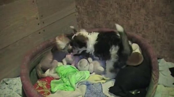 Продажа щенков китайской хохлатой