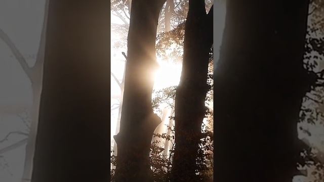 Почему люди чихают на солнце? #shorts смотреть онлайн