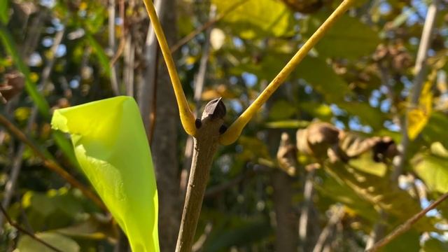Fraxinus nigra (Oleaceae) black ash смотреть онлайн