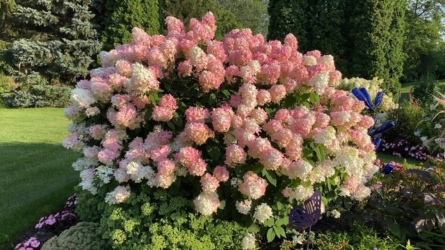 Fire Light Hydrangea смотреть онлайн