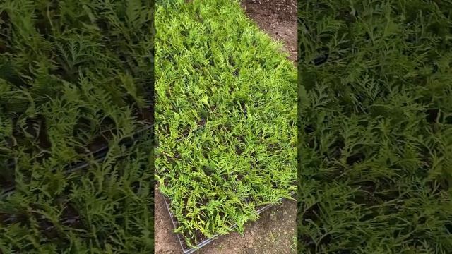 Черенки туи западной Вудварди #черенкование #туя #садовыедела #черенки #купитьсаженцы #дача #сад смотреть онлайн