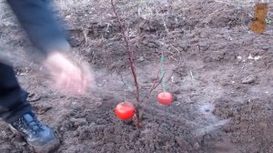 Как научится целоватся на помидоре пацану