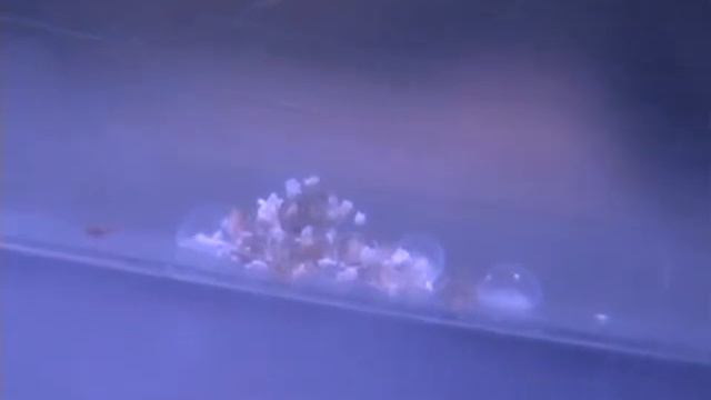 Gymnocorymbus Ternetzi Albino (eggs).wmv смотреть онлайн