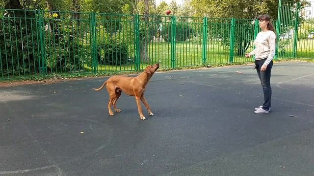 Родезийский риджбек Джаз (Ikimba Kirabo) смотреть онлайн