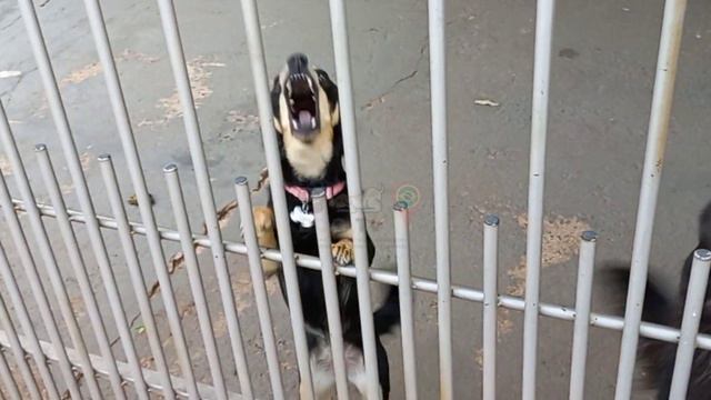 DOGS BARKING To Make Your Dog Bark | Various Dog Breeds Barking Sound Effects [2021]