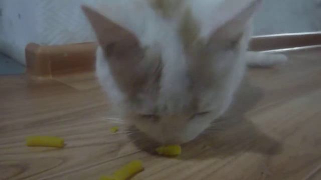 Белый Котик хрустит сухими макаронами смотреть онлайн