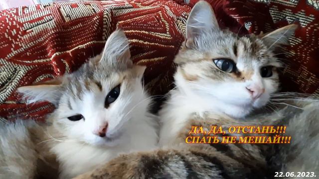😼😺😂КОШКИ СПЯТ😼😺😂 смотреть онлайн