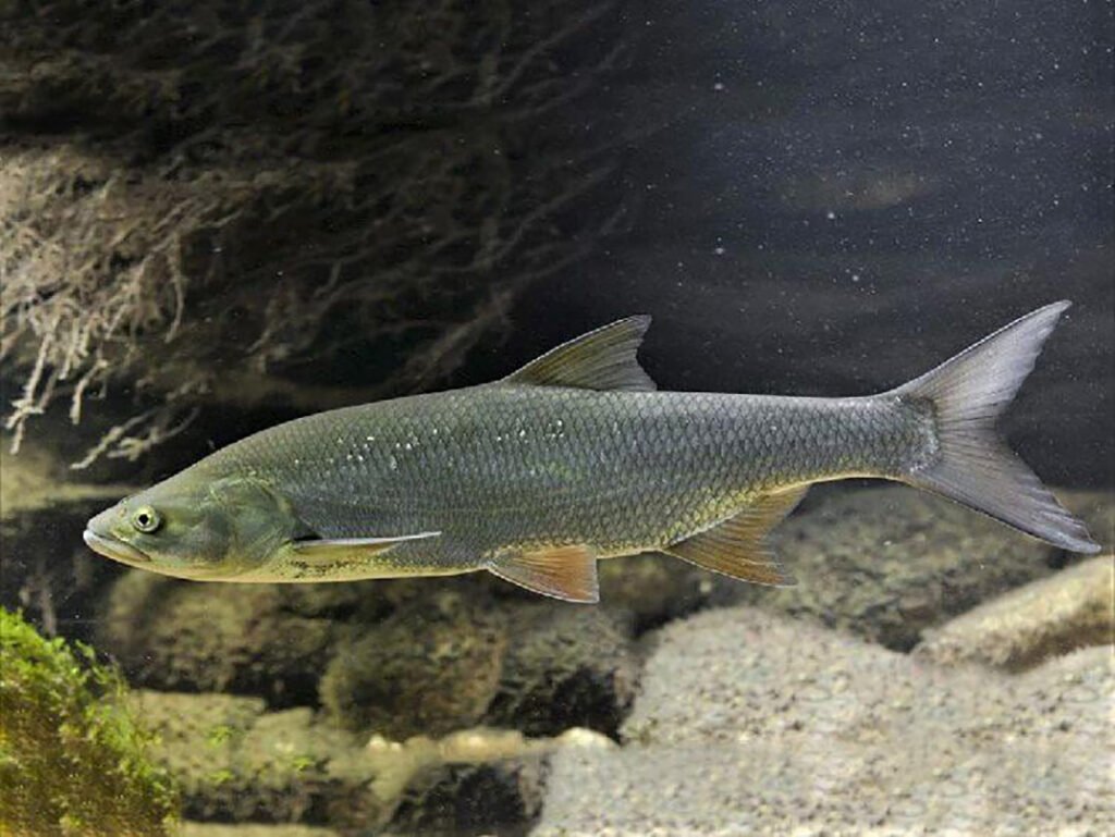 Жерех (1 часть) смотреть онлайн