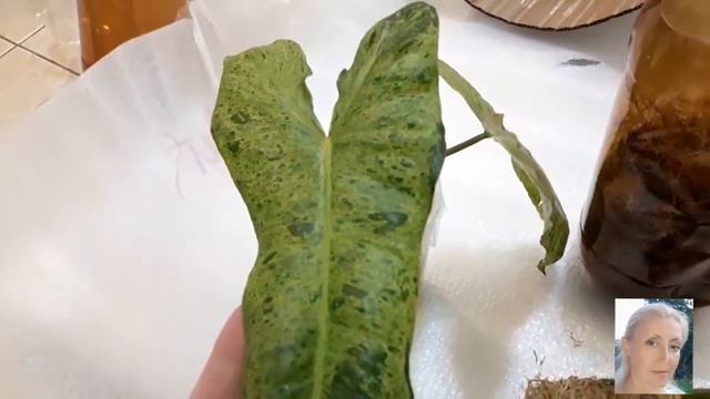 РЕДКИЕ ФИЛОДЕНДРОНЫ приехали 24 декабря🎄(на улице -15❄⛄) смотреть онлайн