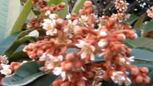 Мушмула японская! Кирьят-Ям Израиль. смотреть онлайн