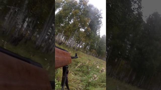 Косуля в Курганской области смотреть онлайн
