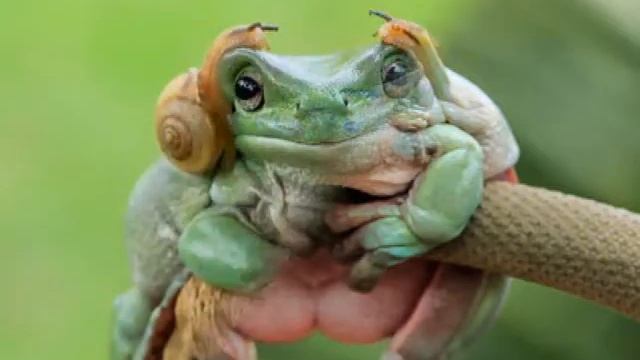 Фотографии лягушек, какими вы их ещё не видели смотреть онлайн