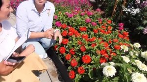 Цинии на рассаду посадите в апреле | Необычные семена махровых циний