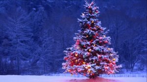 В лесу родилась елочка!