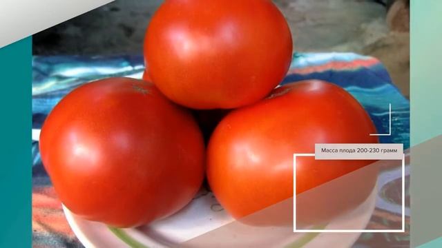 Томат Красная Гвардия F1 - описание сорта смотреть онлайн