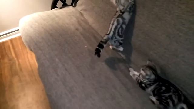 British Shorthair Black Silver tabby.. смотреть онлайн