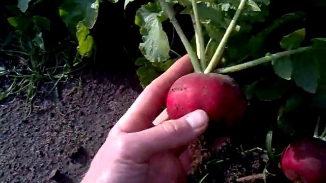 Урожай редиски 2015, очень крупная редиска. смотреть онлайн