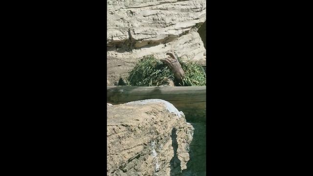 самый большой зоопарк смотреть онлайн