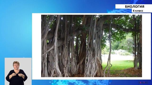 6 класс - РУ - Биология - №4 - Разнообразие растений по их внешнему виду смотреть онлайн