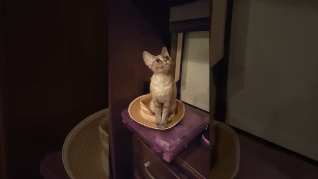 Devon Rex chattering смотреть онлайн
