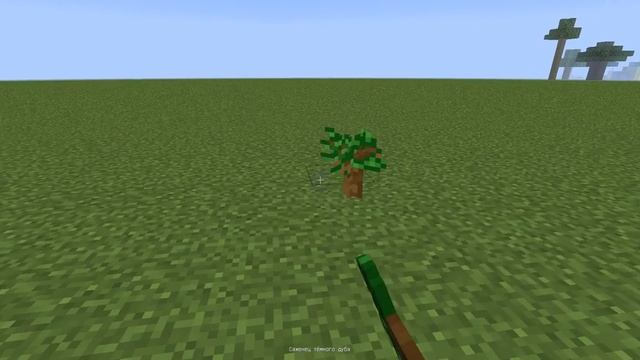 как вырастить саженец тёмного дуба смотреть онлайн