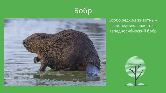 Виртуальная экскурсия по заповеднику "Малая Сосьва" @Екатерина Кропинова, Югорск, 2022 смотреть онлайн
