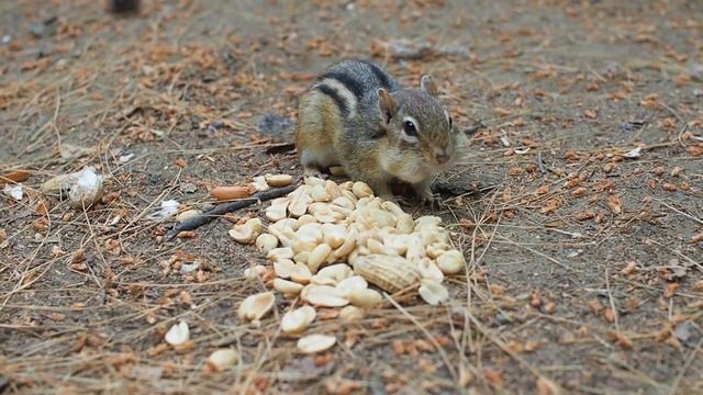 Интересные факты о бурундуке(Interesting Chipmunk Facts). смотреть онлайн