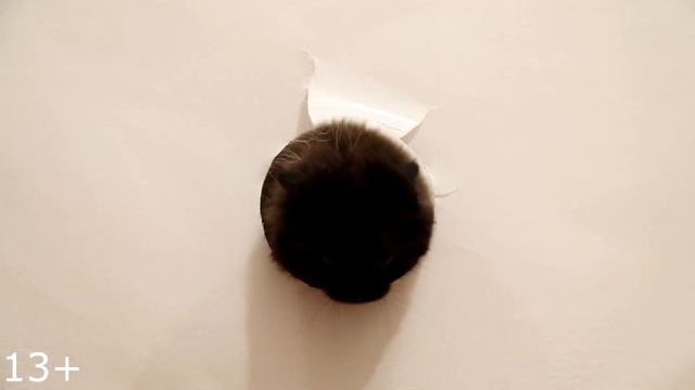 Уменьшающиеся отверстия для кошек. Как они справятся? | Shrinking hole for cats. How will they cope смотреть онлайн