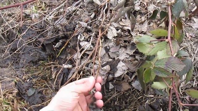 Раскрыл укрытую на зиму ежевику. Результат зимовки ежевики Натчез смотреть онлайн