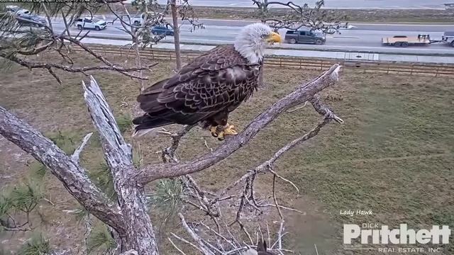 SWFL Eagles ~ BRAZEN INTRUDER Follows M15 & JUMPS On E21 While Trying To Steal His Fish ? 3.13.23 смотреть онлайн