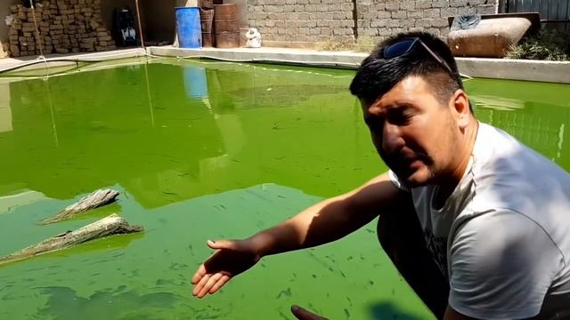 MOL BOQISH SIRLARI SVITINA VA BARDA BILAN TEZ SEMIRTIRISH. ZOTDOR MOLLAR SOTILADI MOLXONA QURISH