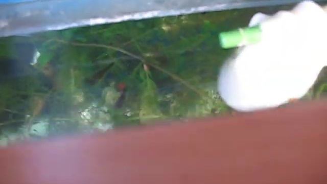 Зелёная вода в аквариуме Простой способ решения проблемы смотреть онлайн